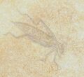 Detailed Fossil Locust (Pycnophlebia) Pos/Neg - Solnhofen #38932-1